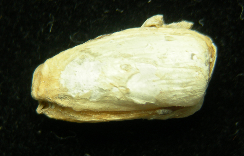 Hiatella arctica